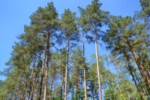Jak znaleźć najlepszą firmę do wycinki drzew w okolicach Oleśnicy