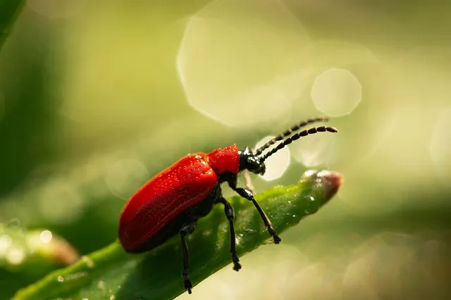 Jak chronić ogród przed insektami przez cały rok?